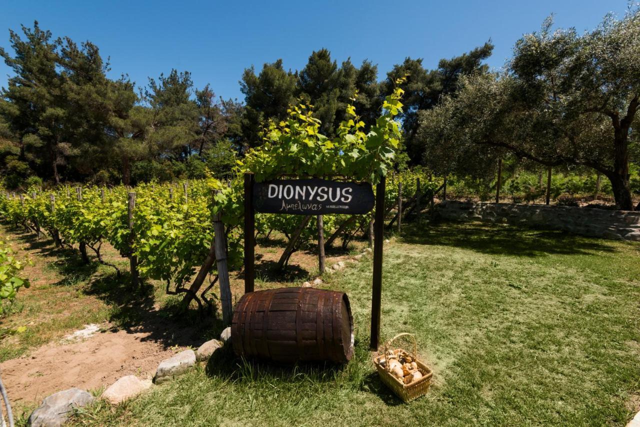 Dionysus Apartments & Suites Ierissos Dış mekan fotoğraf